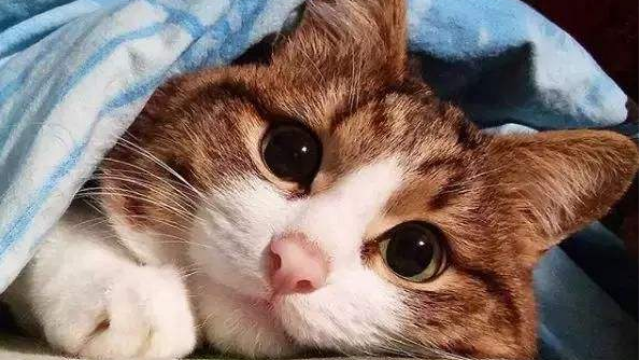 怀孕的瘫痪小猫遭遗弃，这个世界不会好了吗