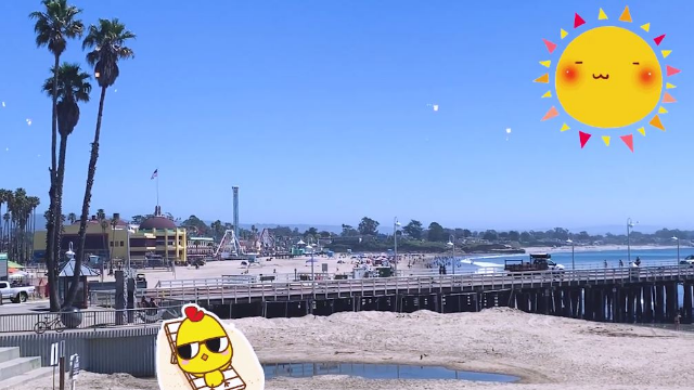 在旧金山的海滩，有一群比人更会享受阳光的小伙伴