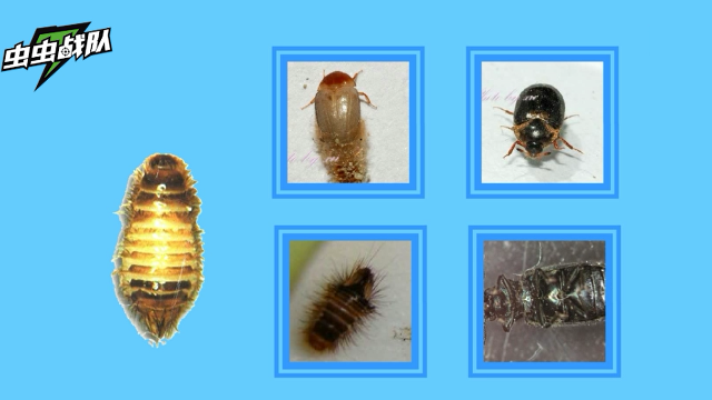 黑皮蠹是属于世界性的害虫吗？