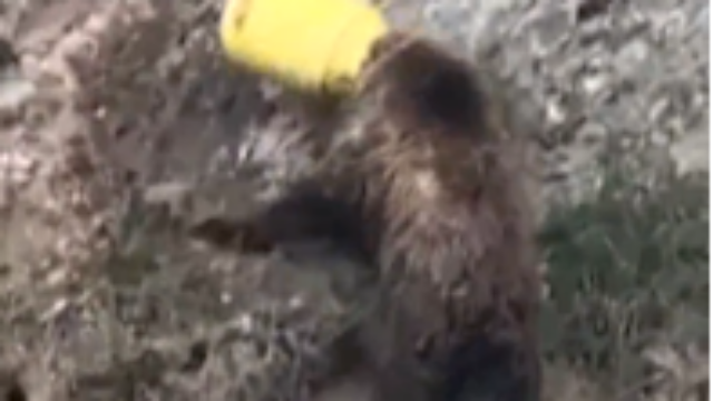 深山棕熊头部被塑料桶卡住，警察紧急救援，随后放生