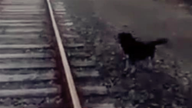 暖心！小狗被拴铁轨上火车司机急刹下车救助