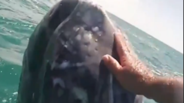 墨西哥海域一头灰鲸接近乘客，展示友好