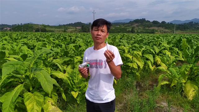 农村大面积种植烟叶，香烟的烟丝是这样烤出来，看到后要戒烟了