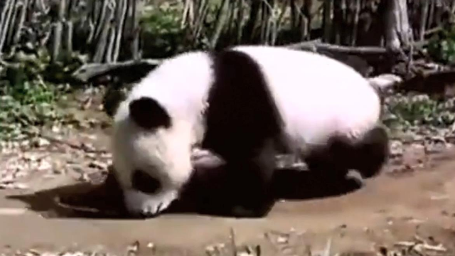 当一只大熊猫跑到你家怎么办？当然是狠狠撸一顿再送回去