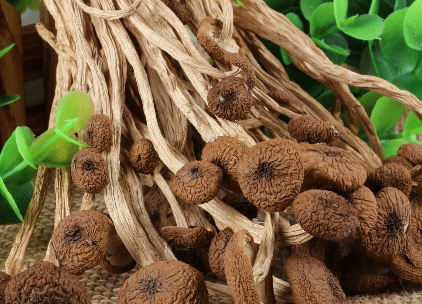 這樣也行？（茶樹菇和什么煮湯好喝）茶樹菇和什么燉湯好喝，茶樹菇怎么煲湯好喝？茶樹菇和什么搭配營養(yǎng)好？，oawrapper，