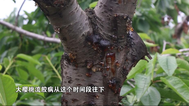 樱桃园里的流胶病和烂葫芦病应该如何防治？
