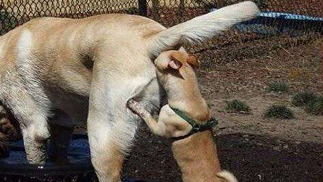 狗狗磨屁股很逗？这事你得打起十二分精神！