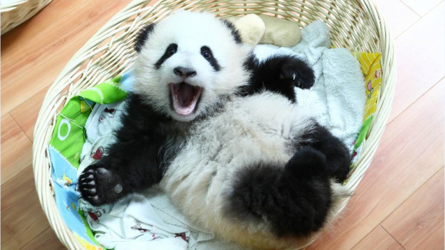 美国网友:买一只大熊猫多少钱?中国网友的回答