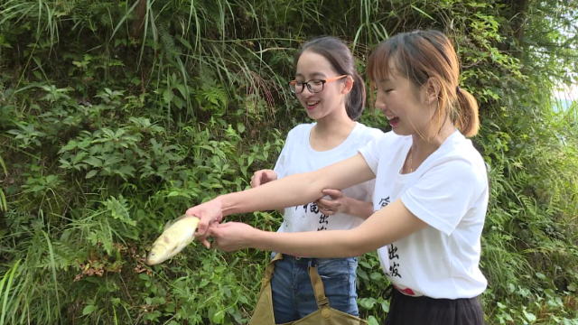 西江千户苗寨，当地人带着美女们割稻谷，她却在田里捕这种鱼？