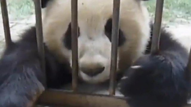游客与熊猫近距离交流，熊猫一个个争着来，太热情了