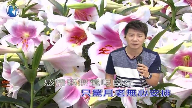 带你一起听好歌 翻唱流行歌曲 情路 lonely night