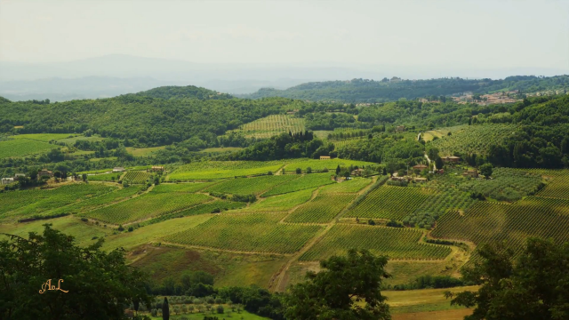 意大利的植物都这么有格调的吗？
