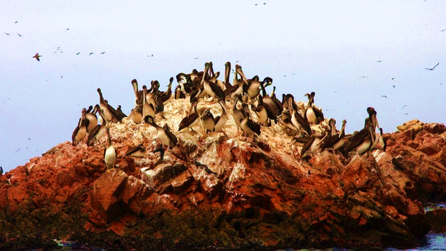 为争夺鸟粪,而引发的真实历史战争