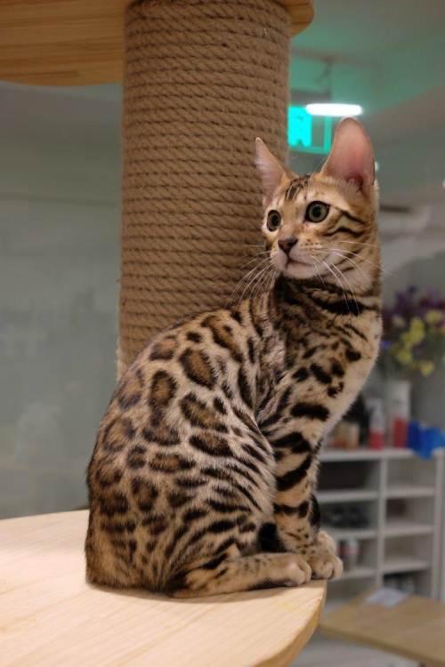 孟加拉豹猫:我真的是家猫,云南豹猫才是野生保护动物!