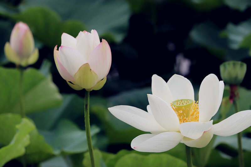 河南原阳水牛稻莲心湖泛舟赏荷莲花的海洋