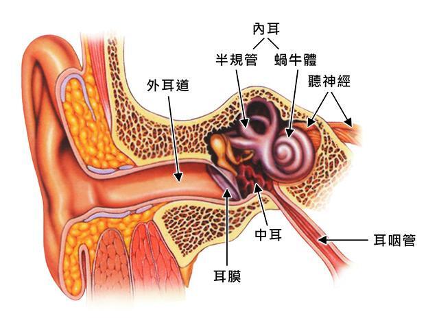 ④如果怀疑有水平半规管积石现象,应随时改变操作方法.