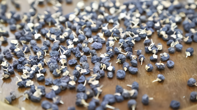 黑枸杞最新价格走势：目前市场黑枸杞卖多少钱一斤？