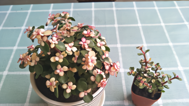 教您如何区分药锦的金枝玉叶和雅乐之舞，从此不再上当受骗