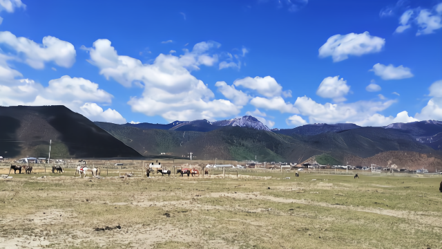 香格里拉，纳帕海依拉草原牧场