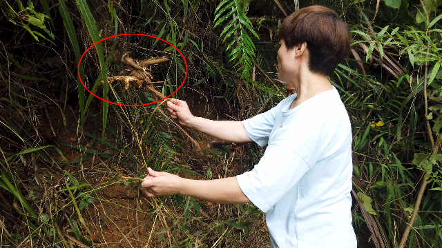 五指毛桃在广东很珍贵，奶奶说这5种植物湖南遍地都是，效果更好