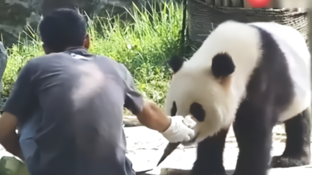 小伙喂熊猫吃竹子，熊猫粘着小伙，难道要一起吃竹子