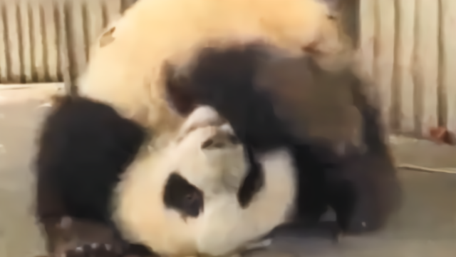 我要做不一样的熊猫，翻滚吧熊猫