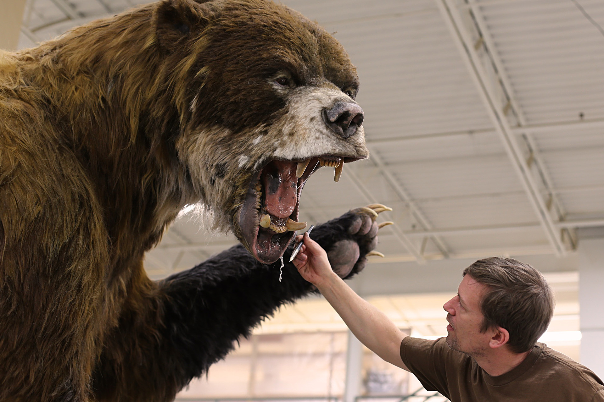 巨型短面熊:史前北美真正的北境之王