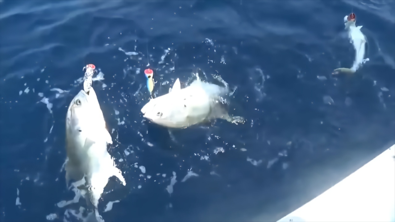 钓鱼人挑战GT，这鱼拉力一级棒，一次过足手瘾!