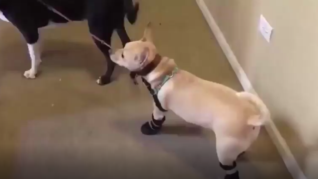 最新搞笑动物合集，建议吃饭时候别看