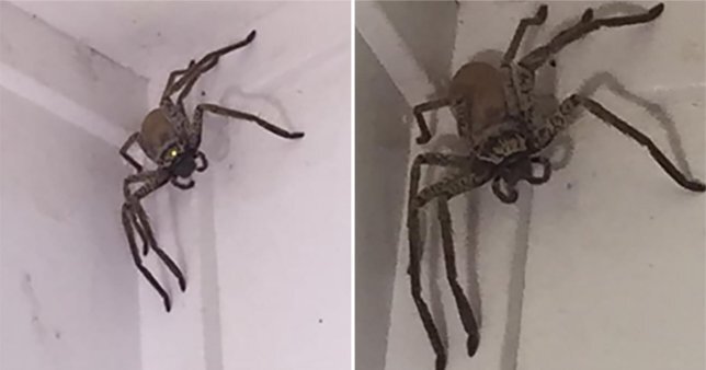 妇女回家发现巨型的蜘蛛，蜘蛛太大无法放入容器中。（巨型蜘蛛搞笑视频图片）