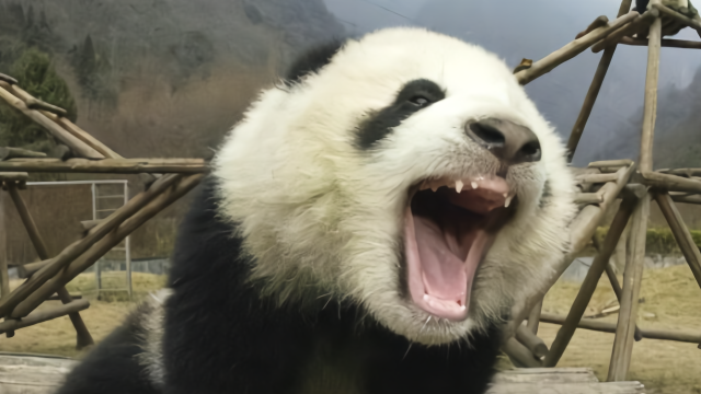 中国大熊猫在英国遭电击，游客全程目睹：圆滚滚边走边颤抖