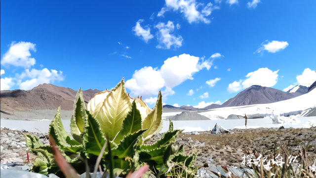 生长于高山雪线的雪莲花，展现了生命的坚强！