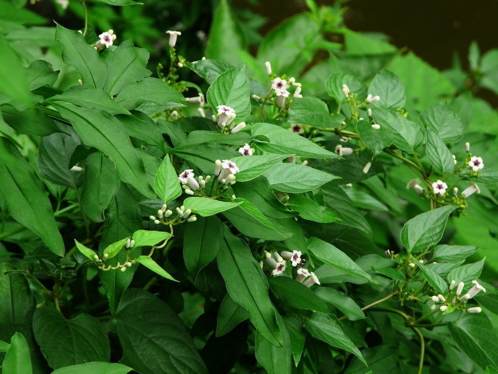 秋季是它的开花时节,圆锥花序腋生及顶生,分枝为蝎尾状的聚伞花序.