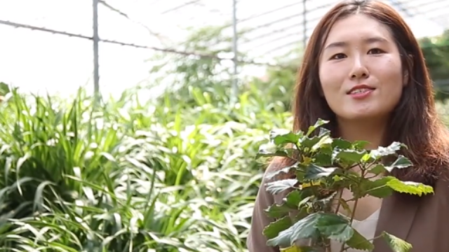 花卉的养护、选盆及肥料的选择与方法：朱瑾花的种植方法，简单！