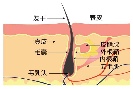 二,头皮出油多是由哪些因素导致?