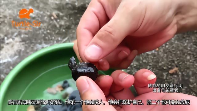 麝香龟饲养需要注意的一些小细节，可以混养的品种「龟谷鳖老」