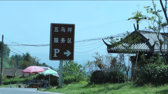 七哥带老同学参观森林中的茶叶基地—沐川五马坪基地 惊呆同学