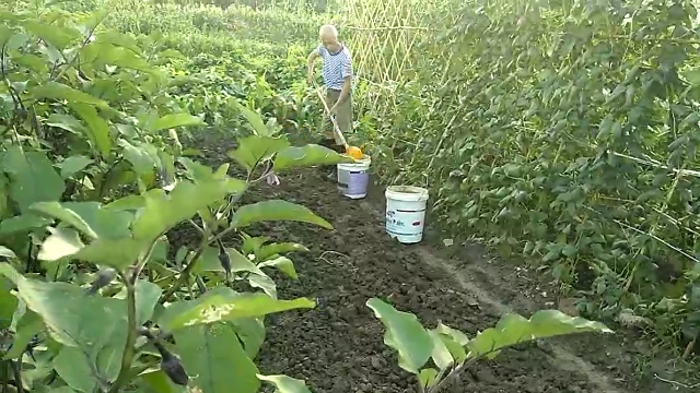 农民大叔用大粪做肥料，用头盔做瓢子，在地里施肥，聪明！