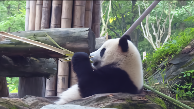 全国唯一海归熊猫乐园，原来大熊猫不仅吃竹子，偶尔还吃竹鼠！
