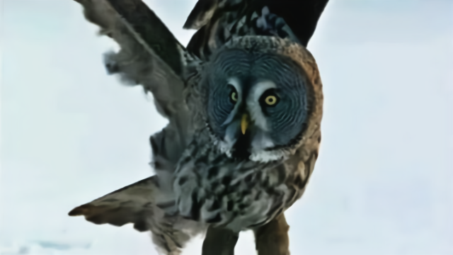 象征厄运的不祥鸟：夜能视物，能闻到人将死的气味，叫声恐怖