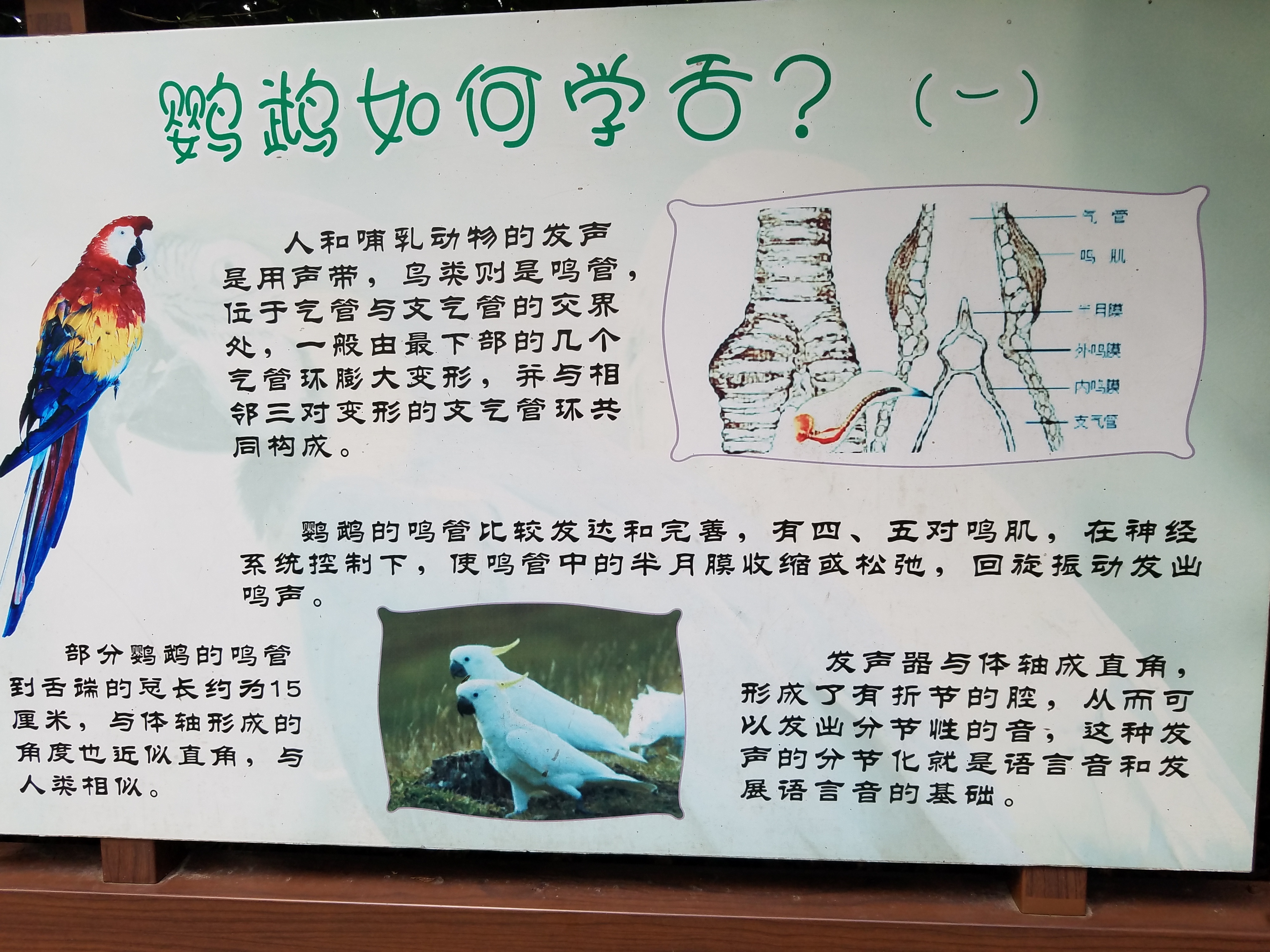 这些被圈养的鹦鹉为什么不飞走？