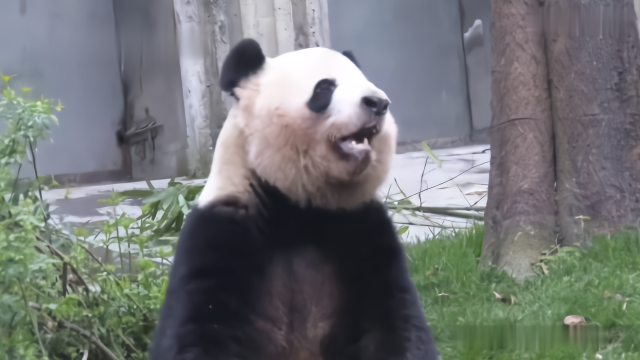 科学家从大熊猫身上获得治疗打嗝的方法，周星驰亲身教学