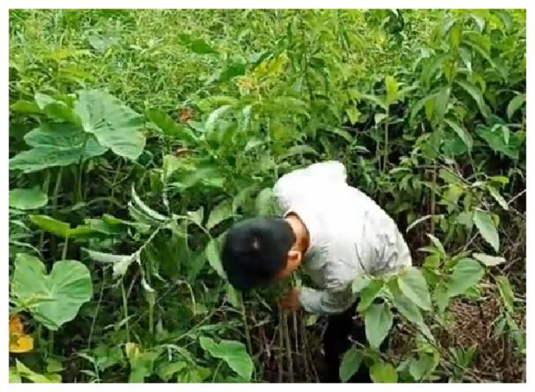 一种名字很霸气的野菜—雷公草