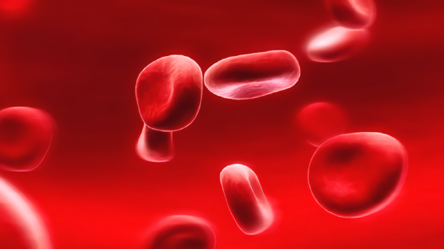 没有细胞核的人体红细胞为什么能高效运输氧气？