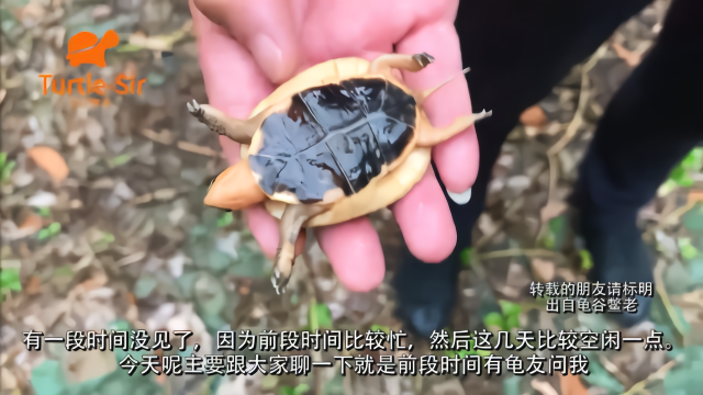 风水学中乌龟的作用，以黄缘龟为例「龟谷鳖老」