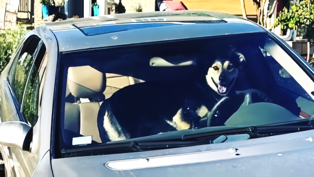 会开车的狗？美国一“狗司机”驾驶奔驰上路 灿烂“笑容”引热议