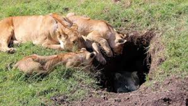 疣猪被狮子追捕，跑到地洞里藏身以为安全了