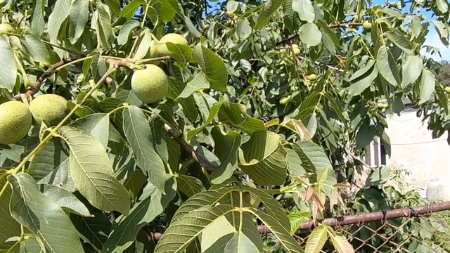大连的核桃树真多，不仅小区里有，山里也有很多