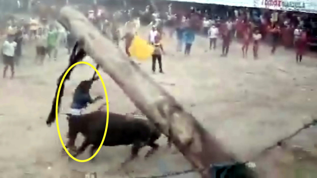 哥伦比亚斗牛场公牛伤人一男子“惨遭蹂躏” 目击者拍下惊险现场