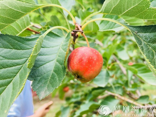 药补不如食补 这些天然补药要常吃